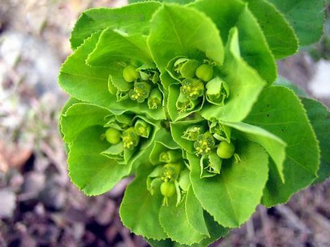 Cestrum Nocturnum Saponin 